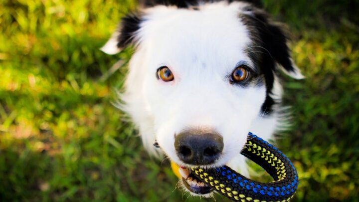 Science says: playing with your dog strengthens your bond more than training