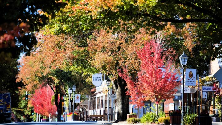 Five wineries worth the drive: a perfect day (or two) in the Adelaide Hills