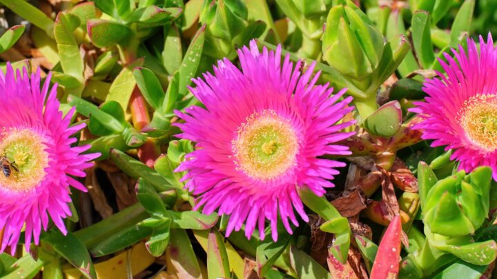 7 Tough Ground Cover Plants That Thrive on Neglect in Australia