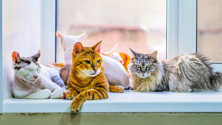 Scientists Have Discovered That Cats Make Nations Happy